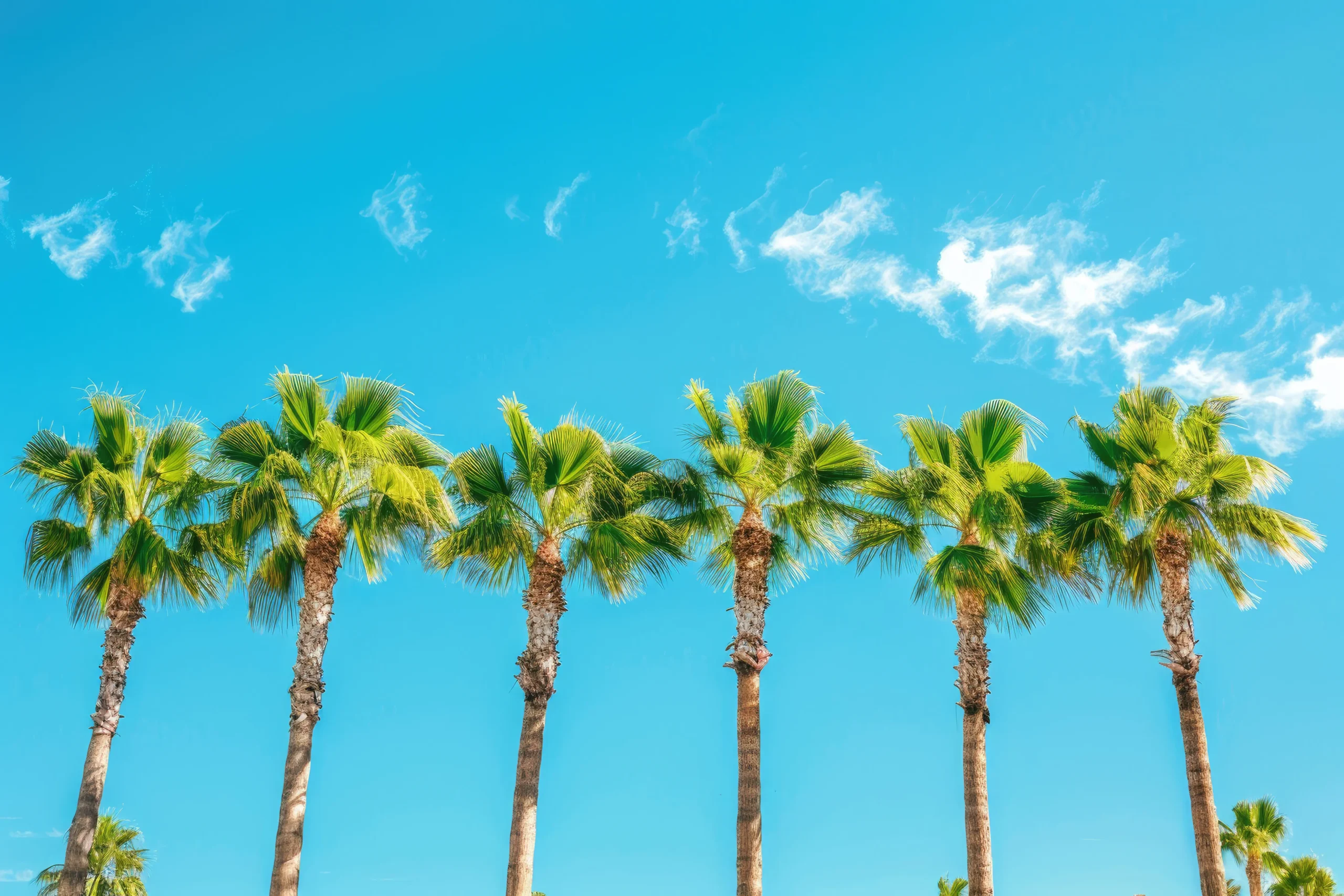 153422948-row-palm-trees-blue-sky-with-plenty-negative-space rental real estate appraisal in Tampa Bay, Fl